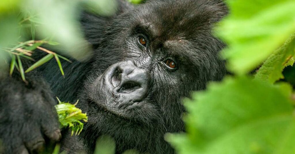 gorilla safari