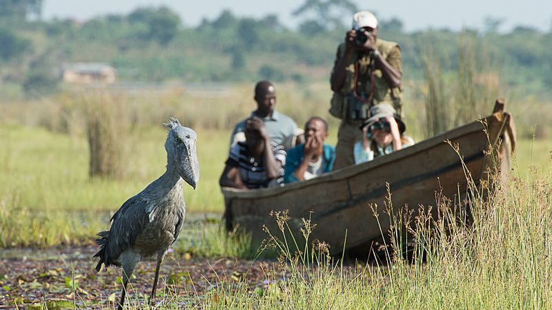 Visit Entebbe zoo & Mabamba swamp for shoebill watching