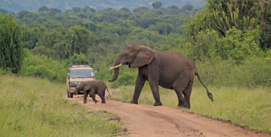 Gorilla trekking, game drives & boat cruise on Kazinga channel