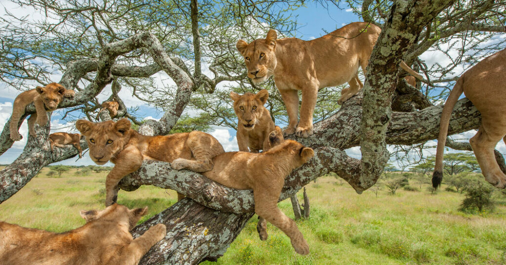 Experience the best of gorilla & chimpanzee tracking + game drives & boat cruise