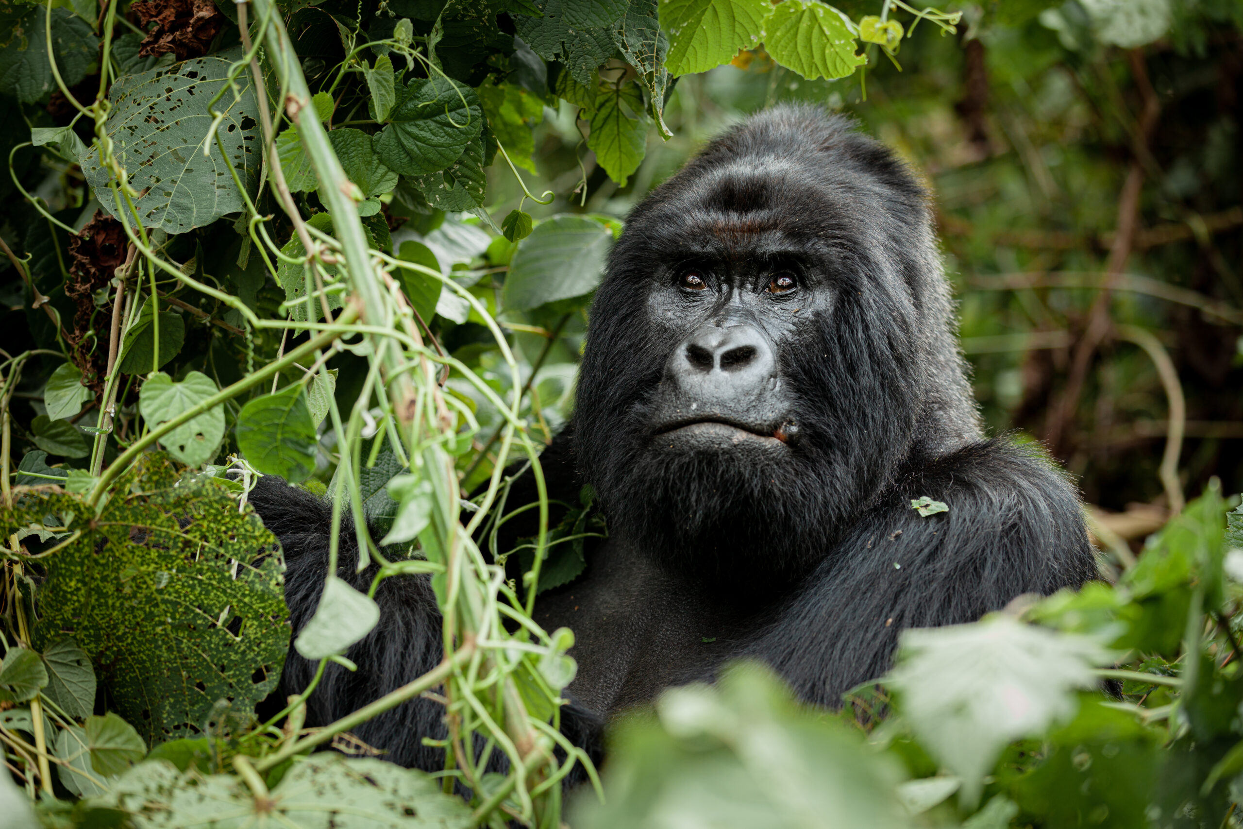 Gorilla safaris in Ugadna